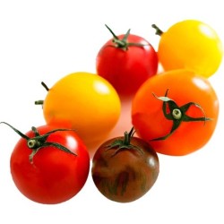 Tomate Cherry Cocktail Bandeja
