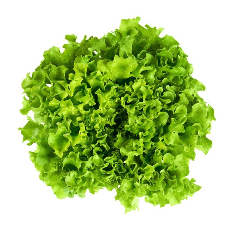 Lechuga Batavia
