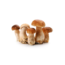 Boletus