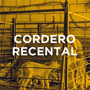 Cordero Recental